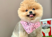 Pomeranian boo ayi Surat safkan yavrularımız